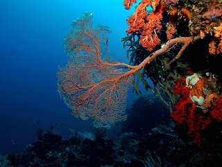 Wunderschöne Korallen – Tauchen in Molukken 