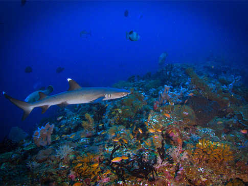 Hai-Tauchen in den Molukken 