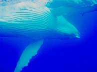 Moorea Tauchen mit Buckelwalen – Französisch Polynesien 