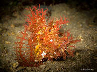 Tentakel-Drachenkopf · Muck-Diving Alor 
