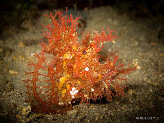 Tentakel-Drachenkopf · Muck-Diving Alor 