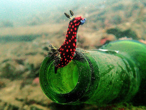Muck-Diving Indonesien 