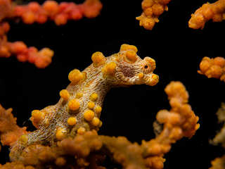 Makro-Tauchen Lembeh 