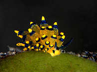 Makro-Tauchen Lembeh 
