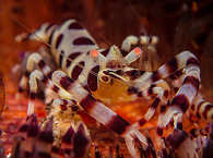 Critter-Tauchen Lembeh 