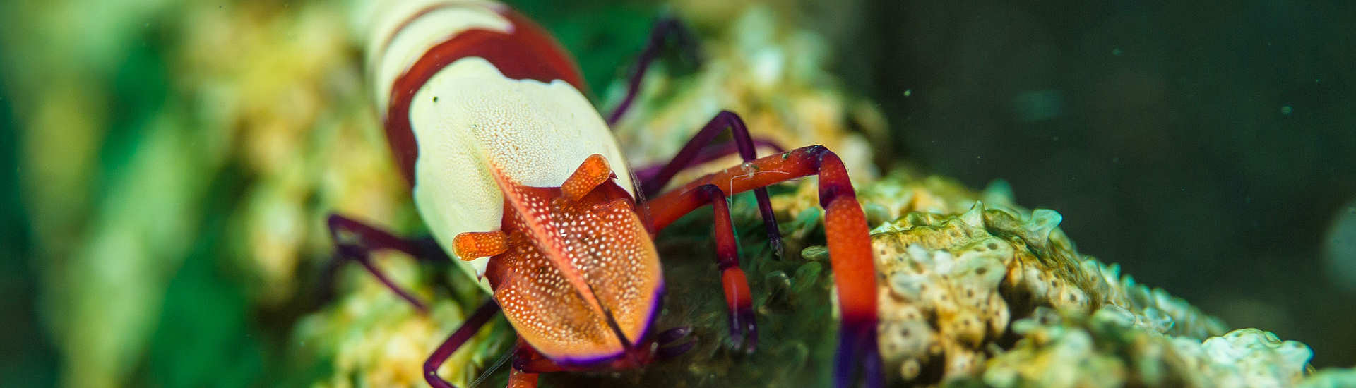 Tauchen in der Lembeh Strait, Nord-Sulawesi 