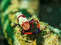 Tauchen in der Lembeh Strait, Nord-Sulawesi 