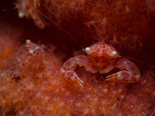 Tauchen Lembeh-Strait – Sulawesi 