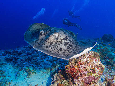 Tauchen mit Mantas – Tauchreisen Malediven 