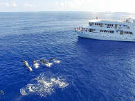 Whalewatching mit Delfinen · Tauchkreuzfahrten Malediven 