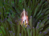 Anemonenfisch (Nemo) · Philippinen Tauchen 
