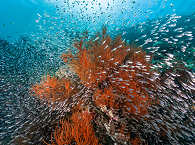 Neptun’s Fan Sea Wayil · Tauchen Raja Ampat 