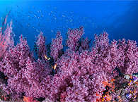 Nudi Rock Fiabacet · Tauchen Raja Ampat 
