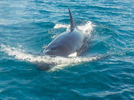 Orca an der Baja California · Whalewatching Mexiko 