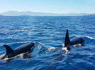 Tauchen und Schnorcheln mit Walen · Orcas in Mexiko 