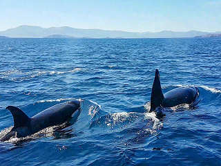 Tauchen und Schnorcheln mit Walen · Orcas in Mexiko 
