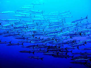 Fischschwärme Mikronesien 