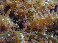 Makro-Tauchen in der Pantar Strait · Tauchreisen Indonesien 