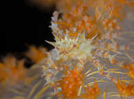 Makro-Tauchen in der Pantar Strait 