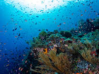 Korallengarten in der Pantar Strait 