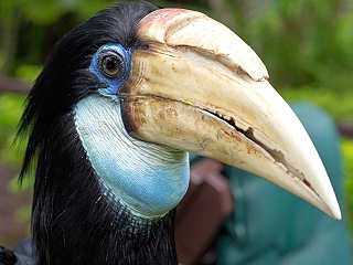 Nashornvogel – Papua Neuguinea 