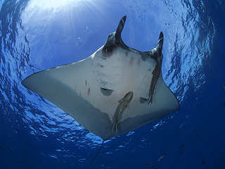 Manta an San Benedicto · Tauchsafaris Mexiko 