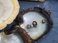Auster mit Perlen – Fakarava, Polynesien 