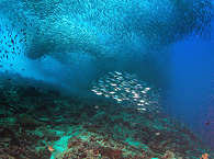 gigantische Fischschwärme – Tauchen Pescador Island 