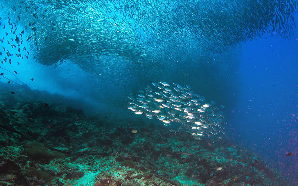 gigantische Fischschwärme – Tauchen Pescador Island 