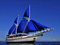 Philippine Siren · Tauchsafaris Philippinen (Visayas und Tubbataha) 
