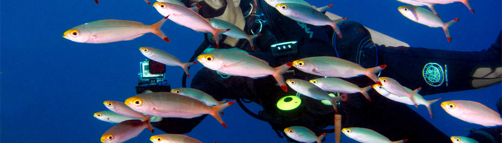 Tauchen mit Füsiliern vor Apo Island 