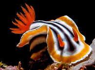 Nudibranche (Chromodoris magnifica) an Cabilao 
