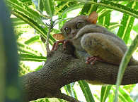 Philippinen-Koboldmaki (Tarsier-Affe) 