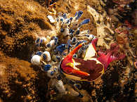 Schnecke – Leyte, Philippinen 