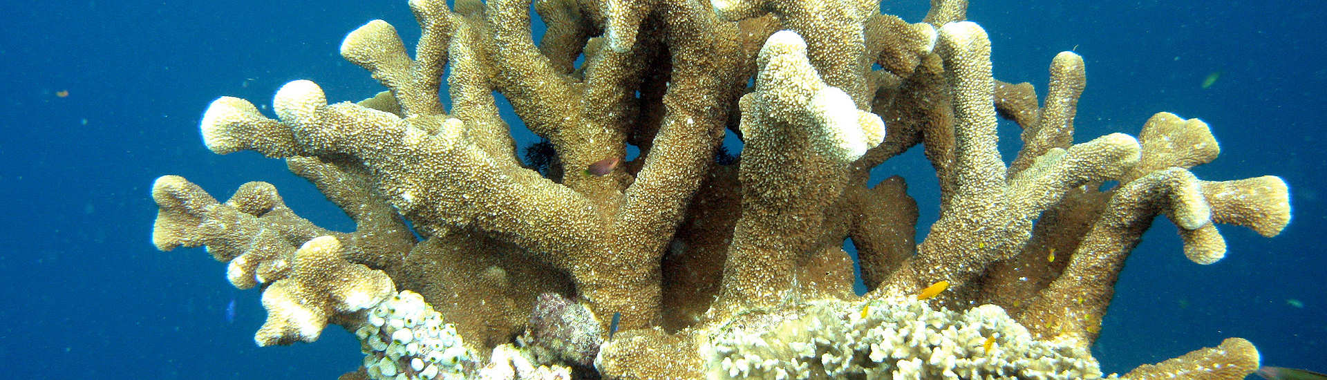 Korallengärten in Bohol – Philippinen  