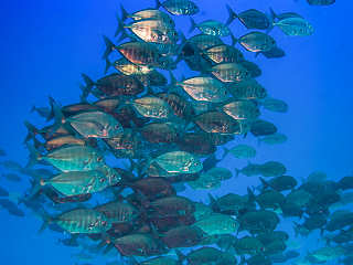 Fischschwärme – Franz. Polynesien 