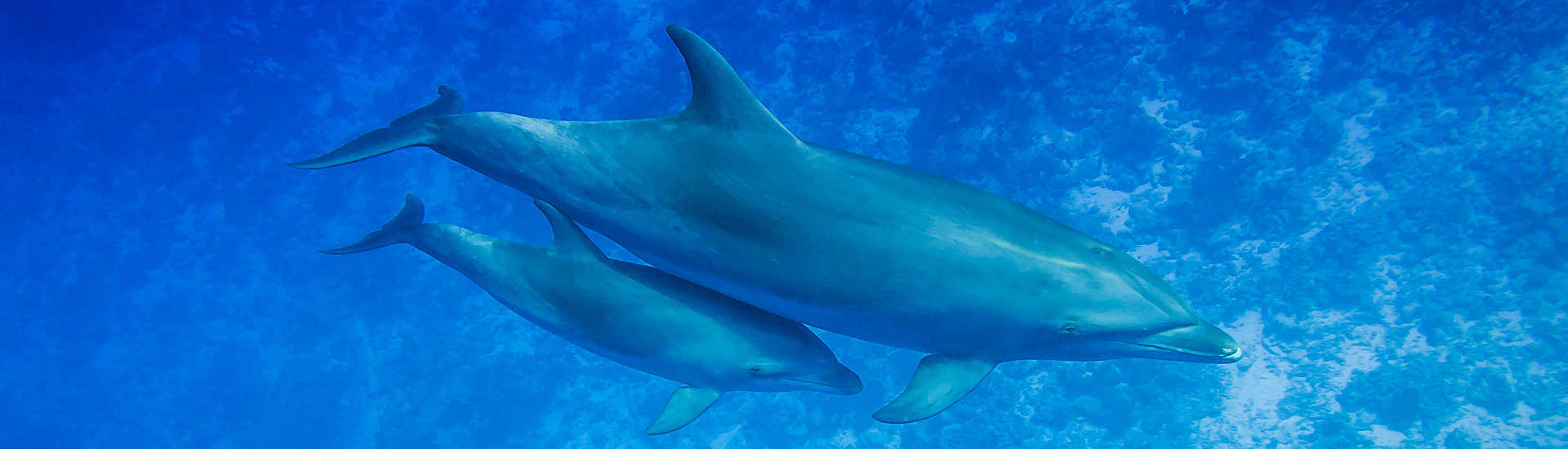 Delphine vor Rangiroa – Französisch Polynesien 