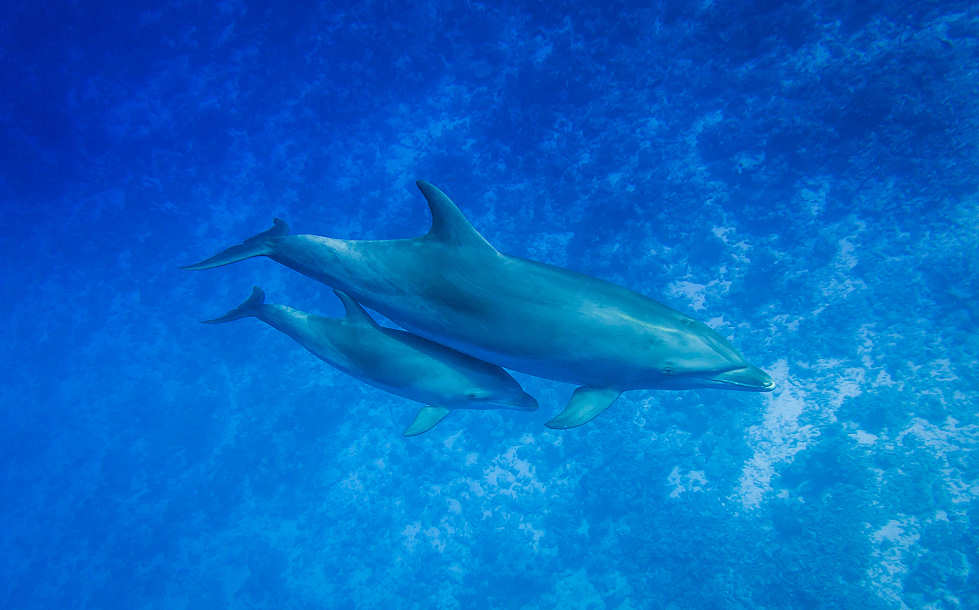 Delphine vor Rangiroa – Französisch Polynesien 