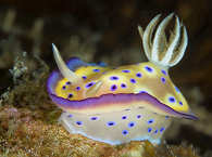 Unterwasserfotografie Philippinen · Prachtsternschnecke 