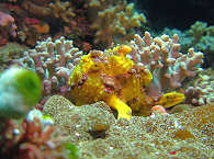 Anglerfisch am Kap von Sulawesi (Clown frogfish) 