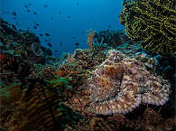 Oktopus am Hausriff 