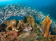 Tauchen an Puri Pinnacle Wayil Yilliet (Raja Ampat) 