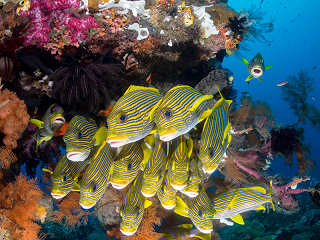 Raja Ampat · Tauchen Indonesien 