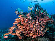 Tauchsafaris Raja Ampat und West-Papua 