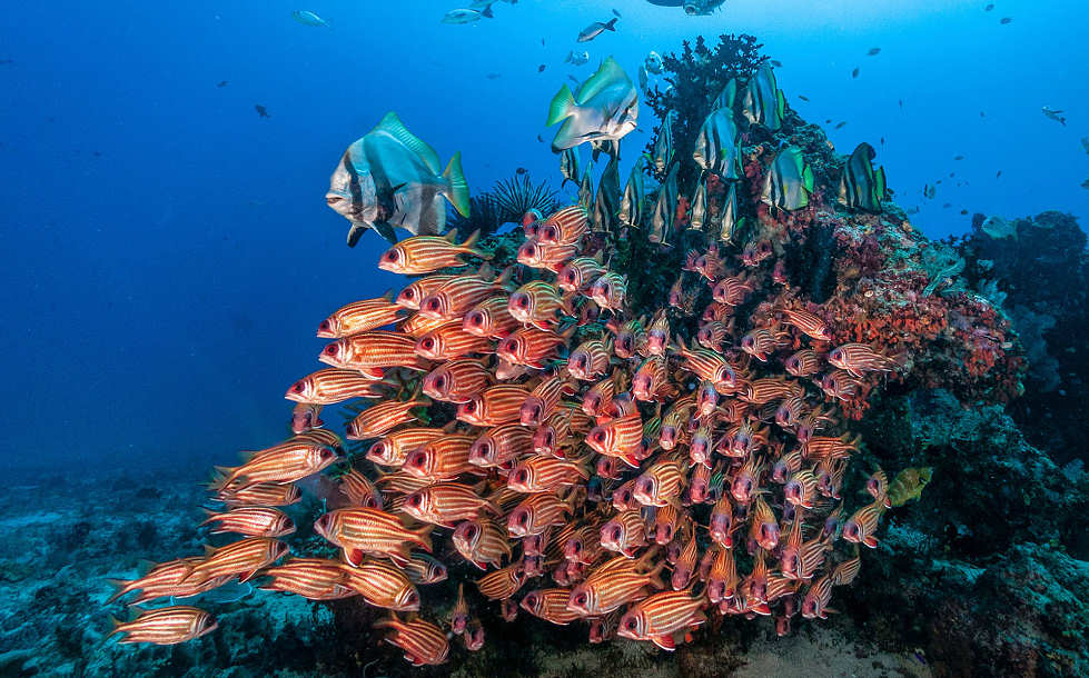 Tauchsafaris Raja Ampat und West-Papua 