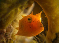 Gelber Kofferfisch (Yellow Boxfish) · Tauchen Raja Ampat 