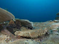 Wobbegong-Hai (Eucrossorhinos dasypogon) · Raja Ampat, Indonesien 