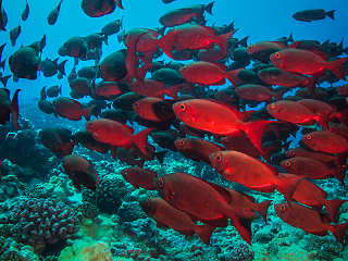 Schwarmfisch Französisch-Polynesien (Riff-Großaugenbarsche) · Tauchen im Rangiroa-Atoll 