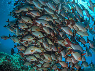 Fischschwärme – Tauchen in Rangiroa 