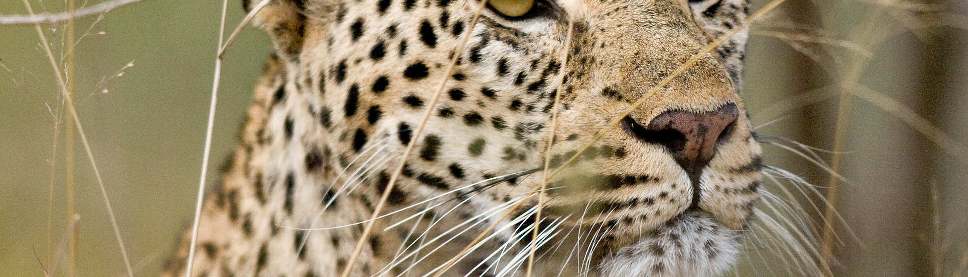 Leopard im Kruger Nationalpark – Südafrika 
